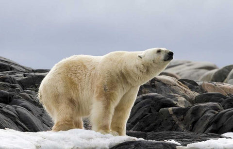 Norway, Svalbard Polar bear on snow Black Ornate Wood Framed Art Print with Double Matting by Young, Bill