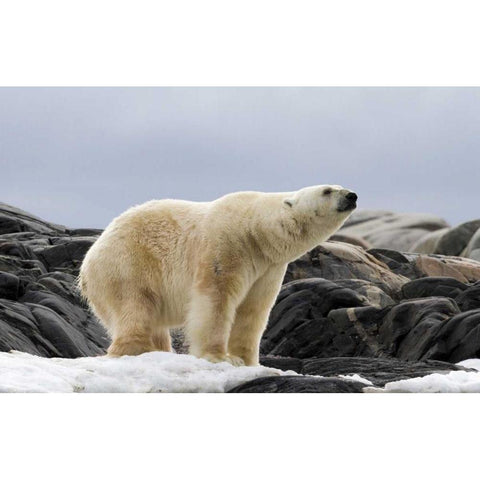Norway, Svalbard Polar bear on snow Black Modern Wood Framed Art Print with Double Matting by Young, Bill