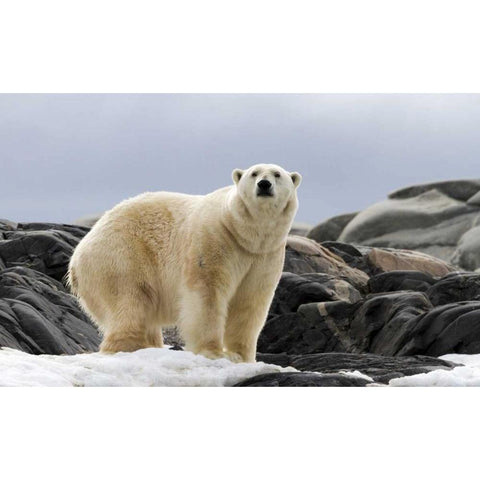 Norway, Svalbard Polar bear on snow White Modern Wood Framed Art Print by Young, Bill