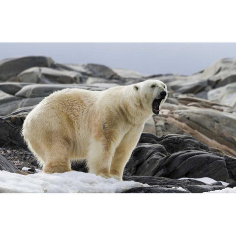 Norway, Svalbard Polar bear yawning Black Modern Wood Framed Art Print with Double Matting by Young, Bill