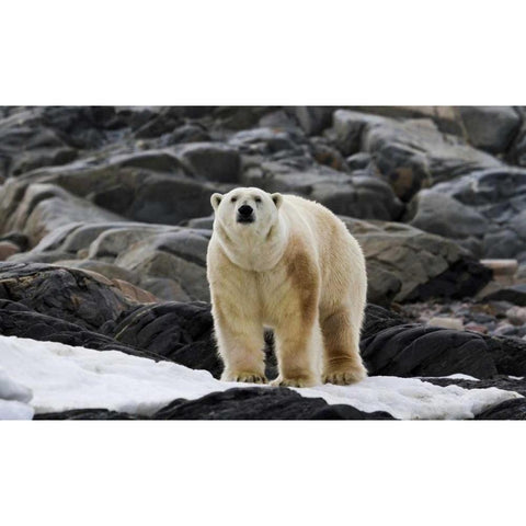 Norway, Svalbard Polar bear on snow Black Modern Wood Framed Art Print by Young, Bill