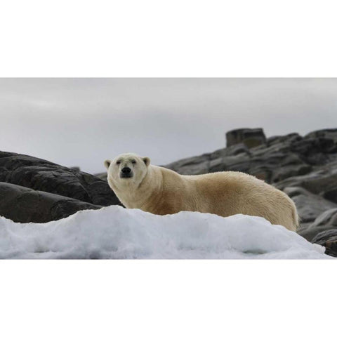 Norway, Svalbard Polar bear on snow White Modern Wood Framed Art Print by Young, Bill