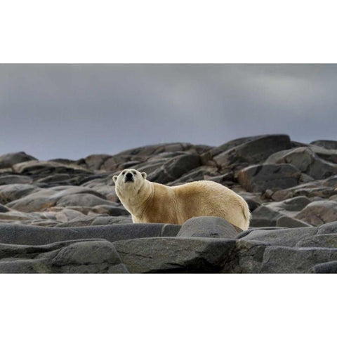 Norway, Svalbard Polar bear on rocky ground Black Modern Wood Framed Art Print by Young, Bill