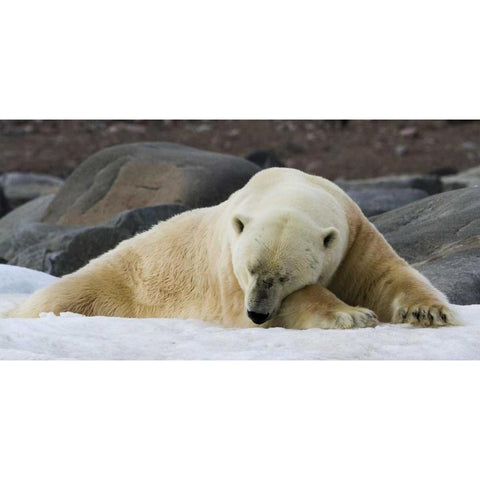 Norway, Svalbard Polar bear sleeping on snow White Modern Wood Framed Art Print by Young, Bill