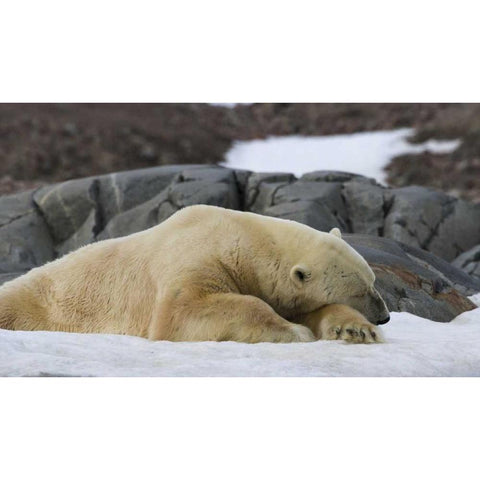 Norway, Svalbard Polar bear sleeping on snow Gold Ornate Wood Framed Art Print with Double Matting by Young, Bill