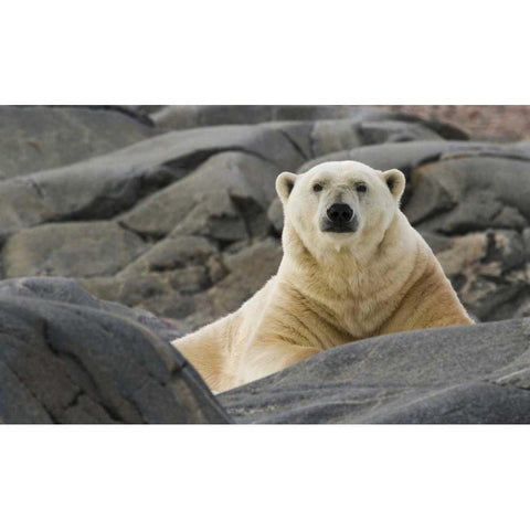 Norway, Svalbard Polar bear on rocky ground Gold Ornate Wood Framed Art Print with Double Matting by Young, Bill