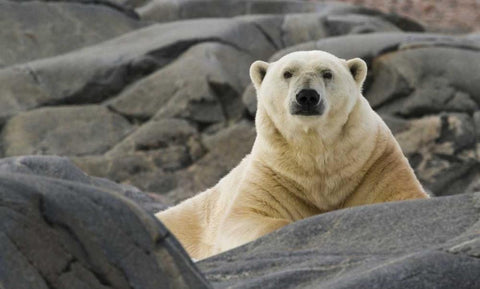 Norway, Svalbard Polar bear on rocky ground Black Ornate Wood Framed Art Print with Double Matting by Young, Bill