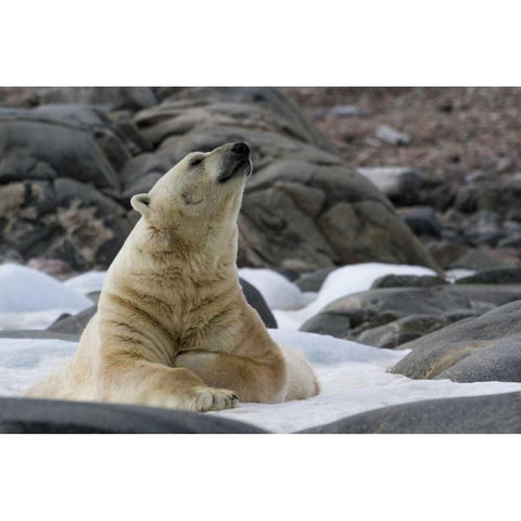 Norway, Svalbard Polar bear on snow Black Modern Wood Framed Art Print by Young, Bill
