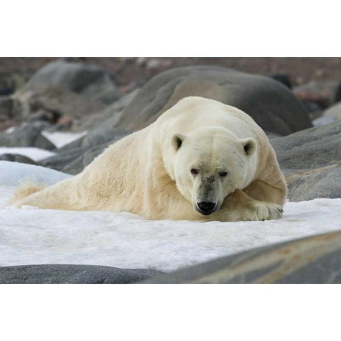 Norway, Svalbard Polar bear lying on snow Black Modern Wood Framed Art Print by Young, Bill