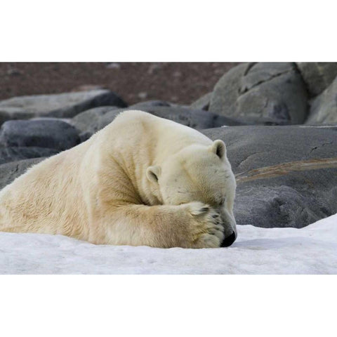 Norway, Svalbard Polar bear sleeping on snow Gold Ornate Wood Framed Art Print with Double Matting by Young, Bill