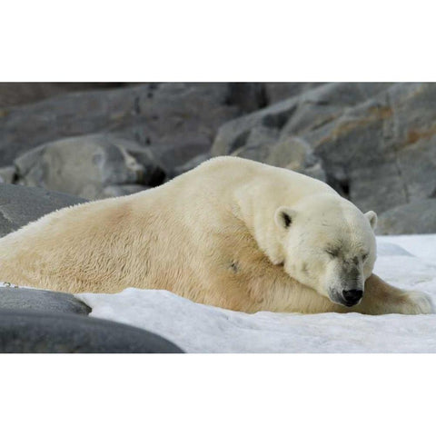 Norway, Svalbard Polar bear sleeping on snow White Modern Wood Framed Art Print by Young, Bill