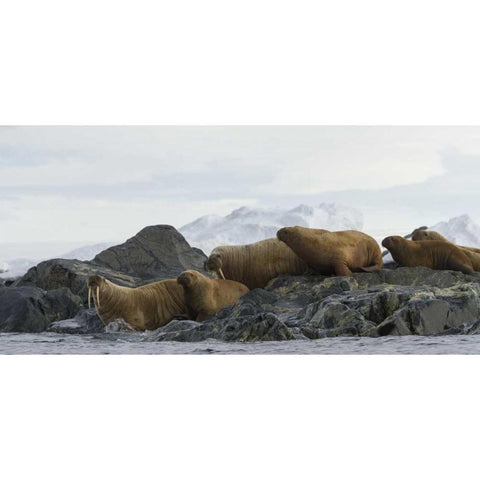 Norway, Svalbard Walruses moving into the water Black Modern Wood Framed Art Print with Double Matting by Young, Bill