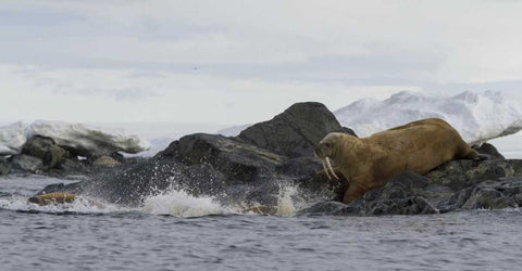 Norway, Svalbard Walruses moving into the water Black Ornate Wood Framed Art Print with Double Matting by Young, Bill