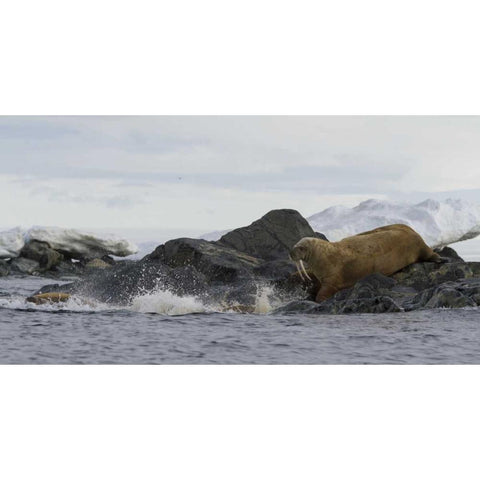 Norway, Svalbard Walruses moving into the water White Modern Wood Framed Art Print by Young, Bill