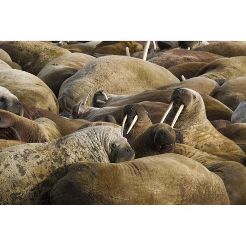 Norway, Svalbard, Torellneset Walruses resting Black Modern Wood Framed Art Print by Young, Bill