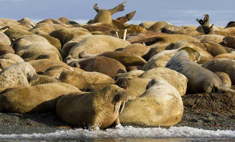 Norway, Svalbard, Torellneset Walruses resting White Modern Wood Framed Art Print with Double Matting by Young, Bill