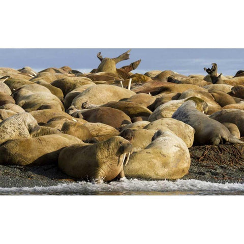 Norway, Svalbard, Torellneset Walruses resting Black Modern Wood Framed Art Print by Young, Bill