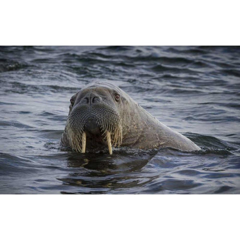 Norway, Svalbard Walrus looking at the camera White Modern Wood Framed Art Print by Young, Bill