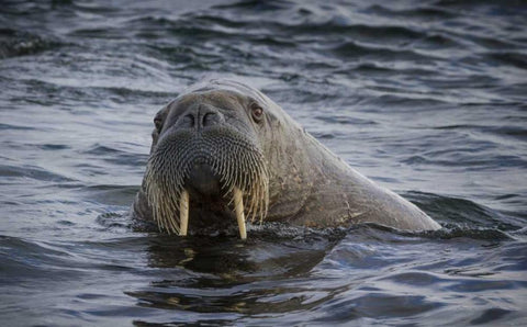 Norway, Svalbard Walrus looking at the camera White Modern Wood Framed Art Print with Double Matting by Young, Bill