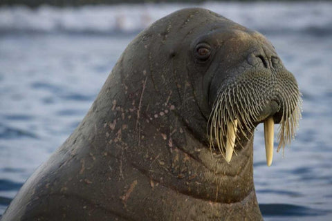 Norway, Svalbard Close-up of walrus in the water Black Ornate Wood Framed Art Print with Double Matting by Young, Bill