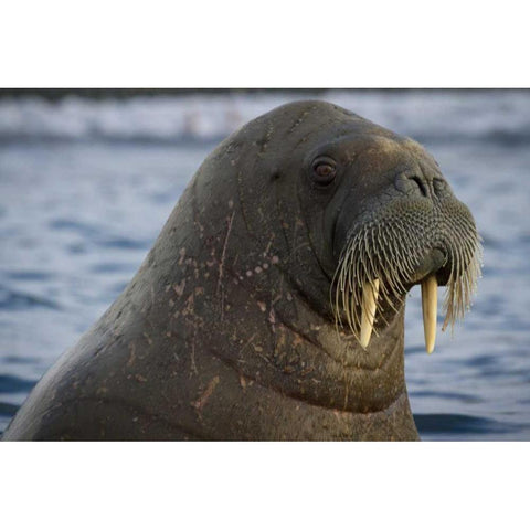 Norway, Svalbard Close-up of walrus in the water Black Modern Wood Framed Art Print with Double Matting by Young, Bill
