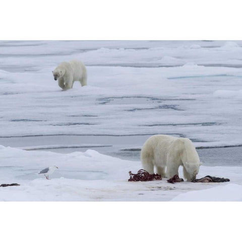 Norway, Svalbard Polar bears and seal carcass Gold Ornate Wood Framed Art Print with Double Matting by Young, Bill