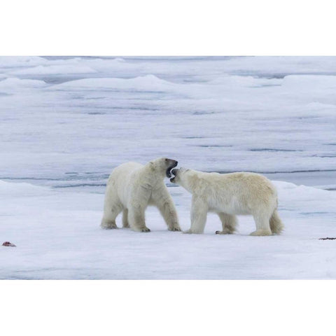 Norway, Svalbard Two polar bears on sea ice White Modern Wood Framed Art Print by Young, Bill
