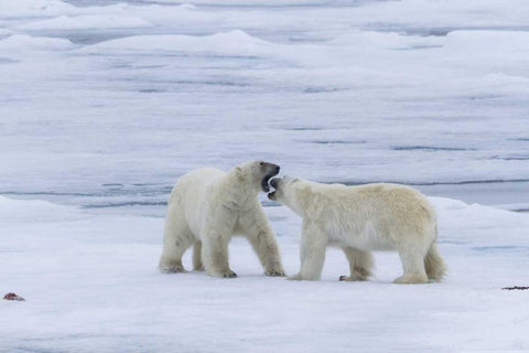 Norway, Svalbard Two polar bears on sea ice White Modern Wood Framed Art Print with Double Matting by Young, Bill