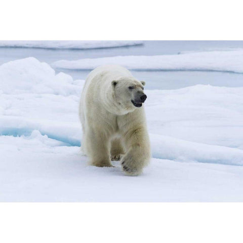 Norway, Svalbard Polar bear walking on snow Black Modern Wood Framed Art Print with Double Matting by Young, Bill