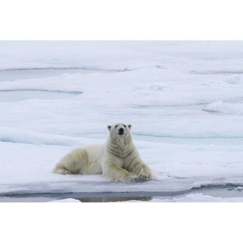 Norway, Svalbard Polar bear lying on snow White Modern Wood Framed Art Print by Young, Bill