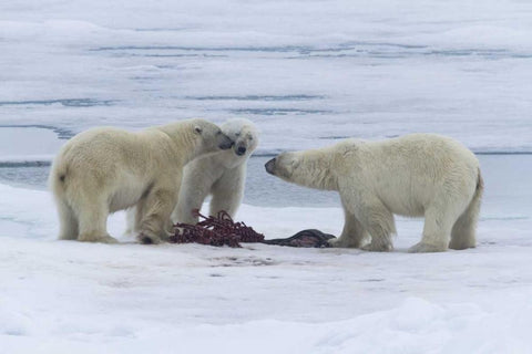Norway, Svalbard Three polar bears greeting each White Modern Wood Framed Art Print with Double Matting by Young, Bill