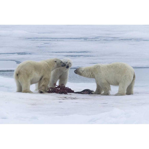 Norway, Svalbard Three polar bears greeting each Black Modern Wood Framed Art Print by Young, Bill