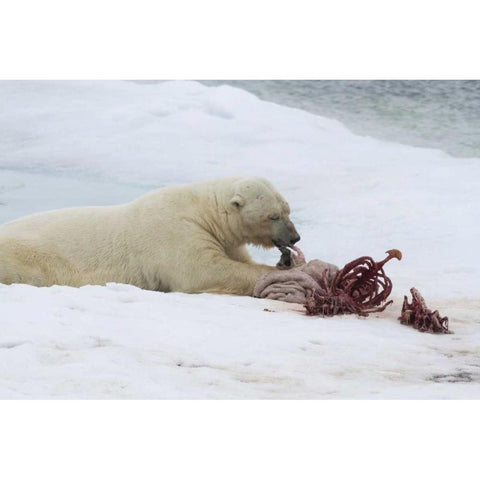 Norway, Svalbard Polar bear eating seal carcass Black Modern Wood Framed Art Print by Young, Bill