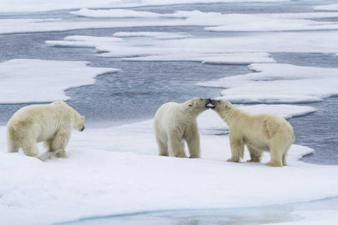 Norway, Svalbard Two polar bears on sea ice White Modern Wood Framed Art Print with Double Matting by Young, Bill