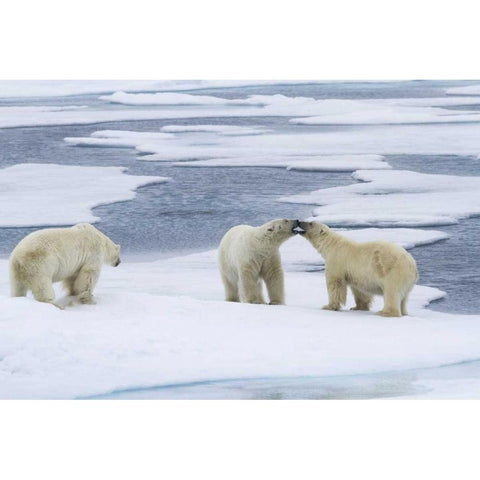 Norway, Svalbard Two polar bears on sea ice Black Modern Wood Framed Art Print by Young, Bill