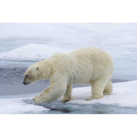 Norway, Svalbard Polar bear on sea ice White Modern Wood Framed Art Print by Young, Bill