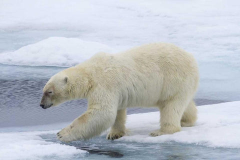 Norway, Svalbard Polar bear on sea ice Black Ornate Wood Framed Art Print with Double Matting by Young, Bill
