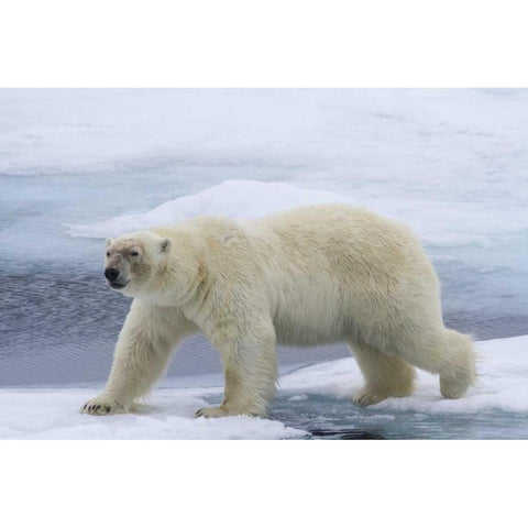 Norway, Svalbard Polar bear on sea ice Black Modern Wood Framed Art Print with Double Matting by Young, Bill