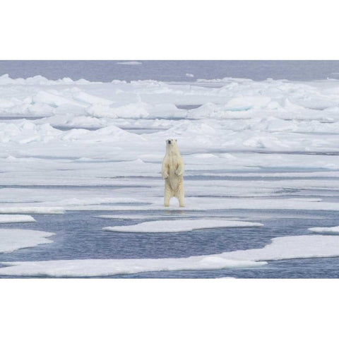 Norway, Svalbard Polar bear on sea ice Black Modern Wood Framed Art Print by Young, Bill