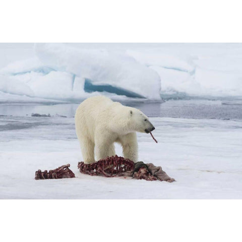 Norway, Svalbard Polar bear eating seal carcass Gold Ornate Wood Framed Art Print with Double Matting by Young, Bill