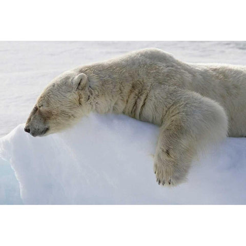Norway, Svalbard Polar bear asleep on ice ridge Black Modern Wood Framed Art Print by Young, Bill