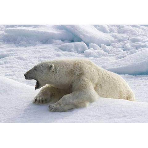 Norway, Svalbard Yawning polar bear on sea ice Black Modern Wood Framed Art Print with Double Matting by Young, Bill