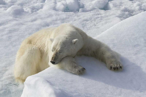 Norway, Svalbard Polar bear asleep on ice ridge White Modern Wood Framed Art Print with Double Matting by Young, Bill
