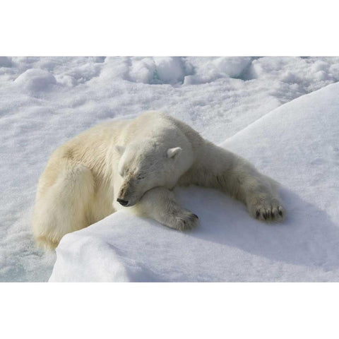 Norway, Svalbard Polar bear asleep on ice ridge Black Modern Wood Framed Art Print by Young, Bill