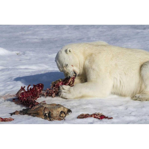 Norway, Svalbard Polar bear eating seal carcass Black Modern Wood Framed Art Print with Double Matting by Young, Bill