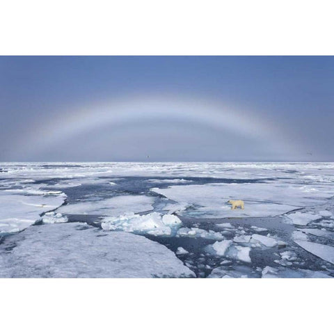 Norway, Svalbard Polar bear on broken sea ice Black Modern Wood Framed Art Print by Young, Bill