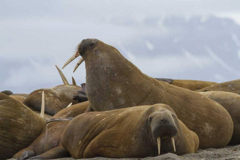 Norway, Svalbard, Torellneset Walruses resting White Modern Wood Framed Art Print with Double Matting by Young, Bill