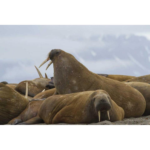 Norway, Svalbard, Torellneset Walruses resting Gold Ornate Wood Framed Art Print with Double Matting by Young, Bill