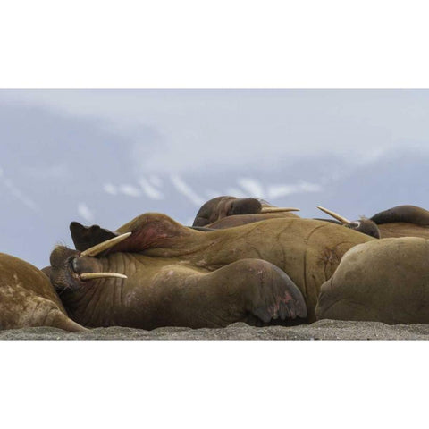 Norway, Svalbard, Torellneset Walruses resting Black Modern Wood Framed Art Print with Double Matting by Young, Bill