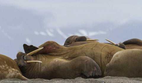 Norway, Svalbard, Torellneset Walruses resting Black Ornate Wood Framed Art Print with Double Matting by Young, Bill